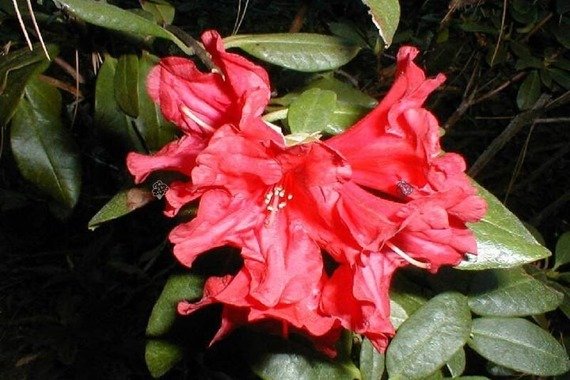 Różanecznik Baden-Baden Rhododendron