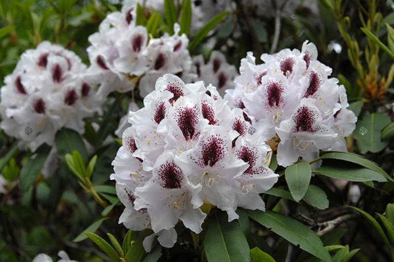 Różanecznik Calsap Rhododendron