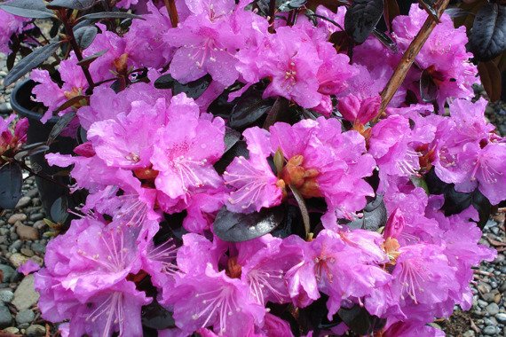 Różanecznik dahurski Regal Rhododendron dauricum