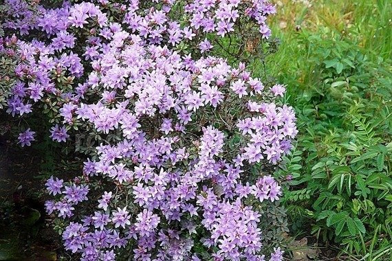 Różanecznik karłowy Buchlovice Rhododendron impeditum