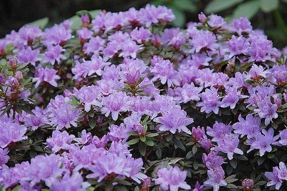 Różanecznik karłowy Buchlovice Rhododendron impeditum