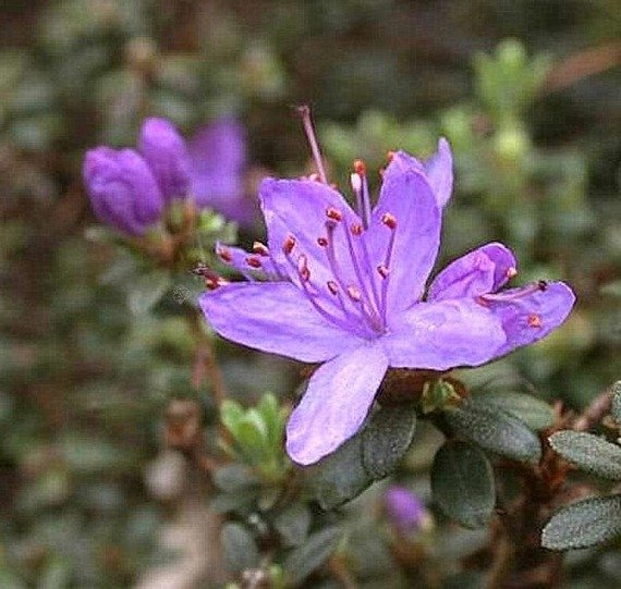 Różanecznik karłowy Buchlovice Rhododendron impeditum