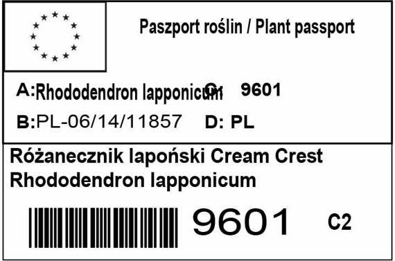 Różanecznik lapoński Cream Crest Rhododendron lapponicum