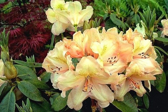 Różanecznik wielkokwiatowy Flautando Rhododendron hybridum