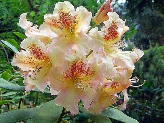 Różanecznik wielkokwiatowy Flautando Rhododendron hybridum