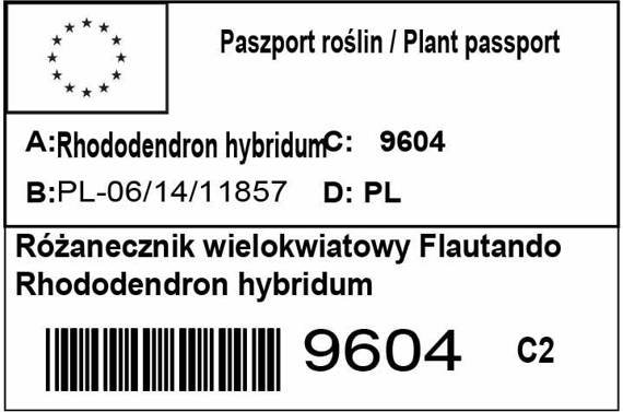 Różanecznik wielkokwiatowy Flautando Rhododendron hybridum