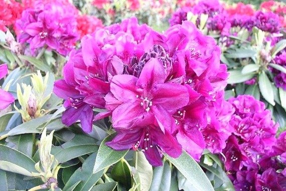 Różanecznik wielkokwiatowy Polarnacht Rhododendron hybridum