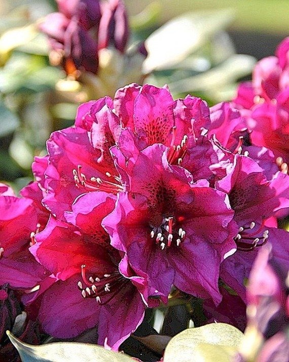 Różanecznik wielkokwiatowy Polarnacht Rhododendron hybridum