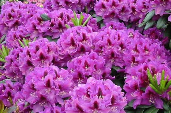 Różanecznik wielkokwiatowy Rasputin Rhododendron hybridum