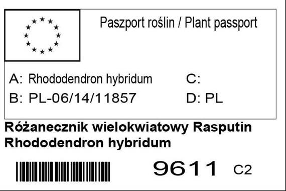 Różanecznik wielkokwiatowy Rasputin Rhododendron hybridum