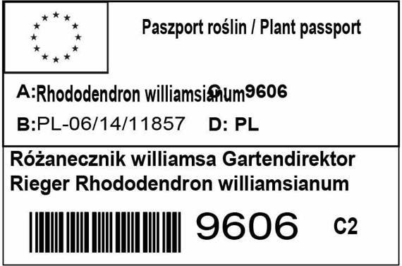 Różanecznik williamsa Gartendirektor Rieger Rhododendron williamsianum