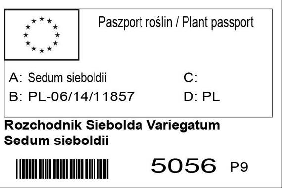 Rozchodnik Siebolda Variegatum Sedum sieboldii