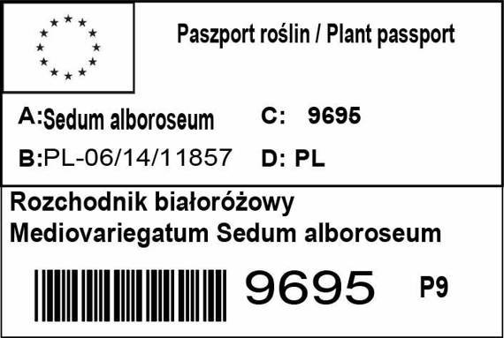 Rozchodnik białoróżowy Mediovariegatum Sedum alboroseum