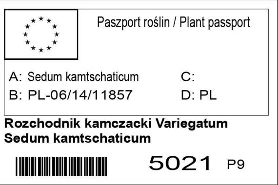 Rozchodnik kamczacki Variegatum Sedum kamtschaticum