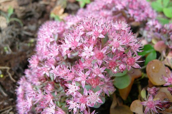 Rozchodnik kaukaski Variegatum Sedum spurium