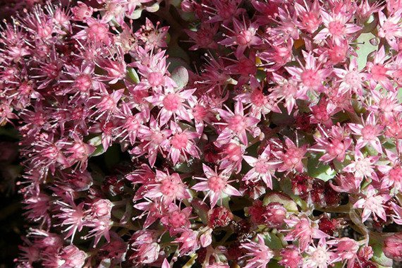 Rozchodnik kaukaski Variegatum Sedum spurium