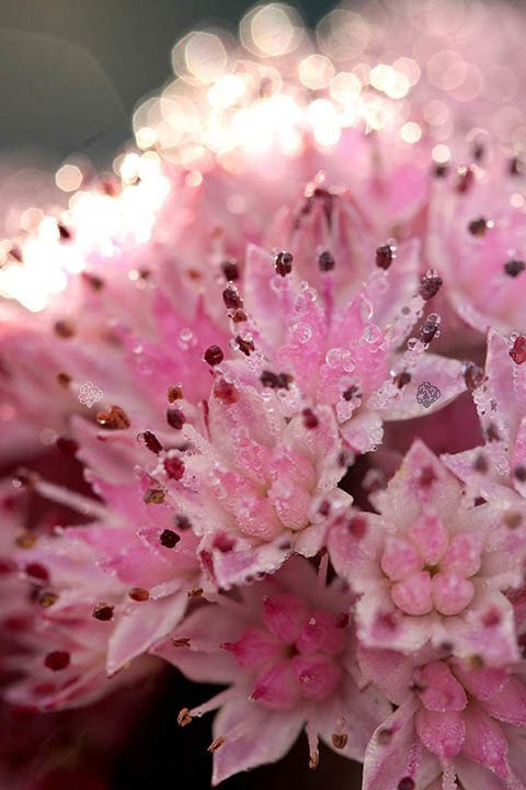 Rozchodnik kaukaski Variegatum Sedum spurium