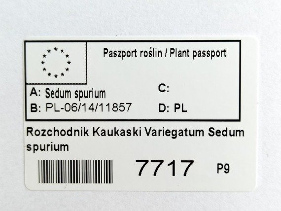 Rozchodnik kaukaski Variegatum Sedum spurium