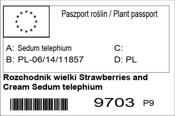 Rozchodnik wielki Strawberries and Cream Sedum telephium