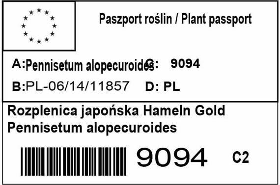 Rozplenica japońska Hameln Gold Pennisetum alopecuroides