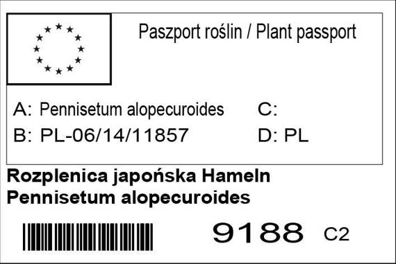Rozplenica japońska Hameln Pennisetum alopecuroides Piórkówka