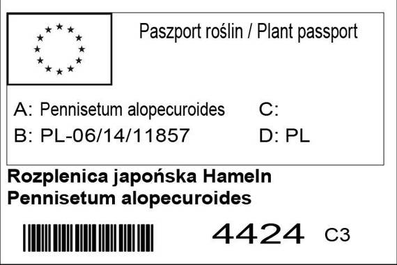 Rozplenica japońska Hameln Pennisetum alopecuroides Piórkówka