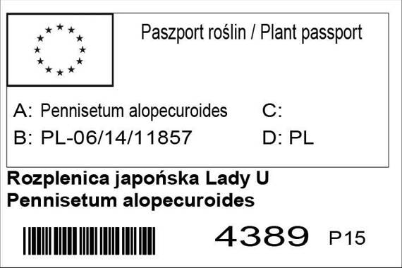 Rozplenica japońska Lady U Pennisetum alopecuroides