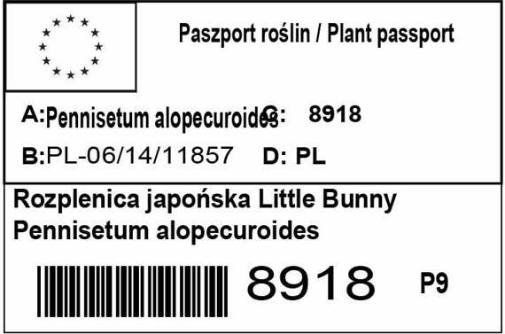 Rozplenica japońska Little Bunny Pennisetum