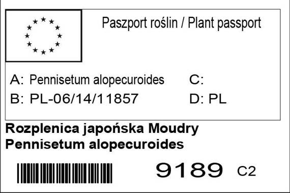 Rozplenica japońska Moudry Pennisetum alopecuroides Piórkówka