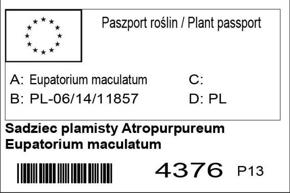 Sadziec plamisty Atropurpureum Eupatorium maculatum