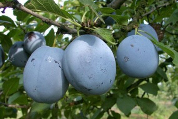 Śliwa Cacanska Lepotica Prunus domestica