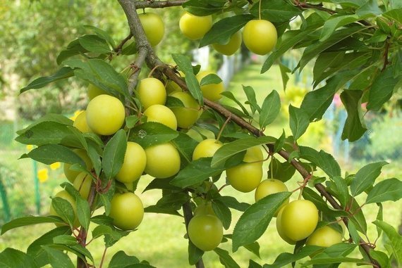 Śliwa Mirabelka z Nancy Prunus domestica