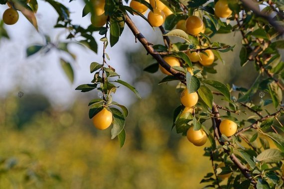 Śliwa Mirabelka z Nancy Prunus domestica