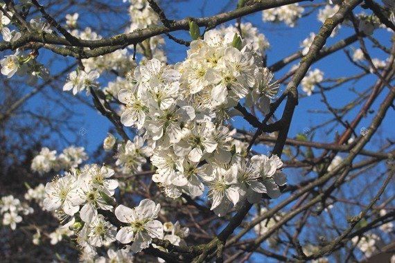 Śliwa Opal Prunus domestica