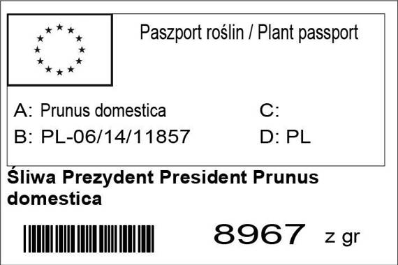 Śliwa Prezydent President Prunus domestica