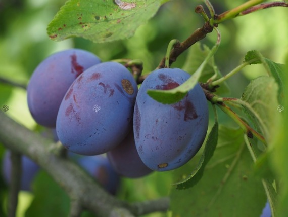 Śliwa Węgierka Wczesna Prunus domestica