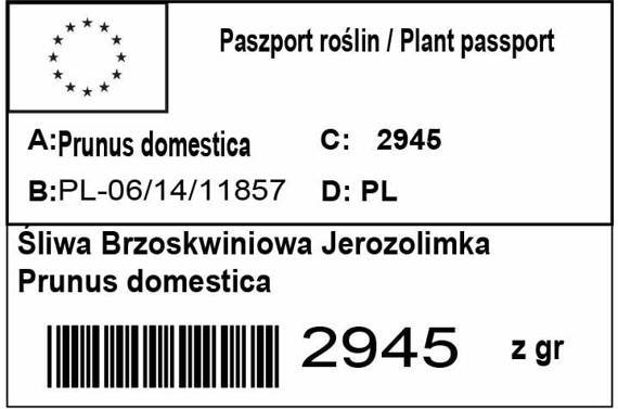 Śliwa brzoskwiniowa Jerozolimka Prunus domestica