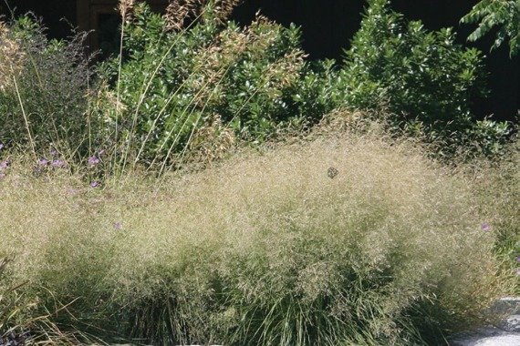 Śmiałek darniowy Goldtau Deschampsia cespitosa