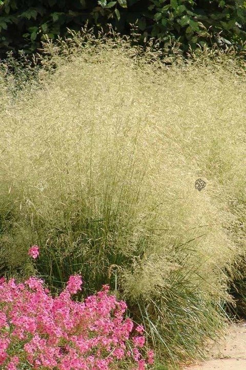 Śmiałek darniowy Goldtau Deschampsia cespitosa