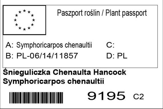 Śnieguliczka Chenaulta Hancock Symphoricarpos chenaultii