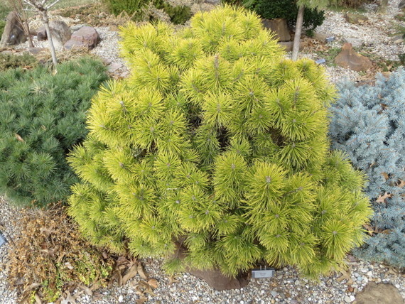 Sosna kosodrzewina Zundert Pinus mugo