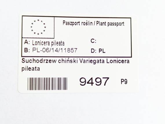 Suchodrzew chiński Variegata Lonicera pileata