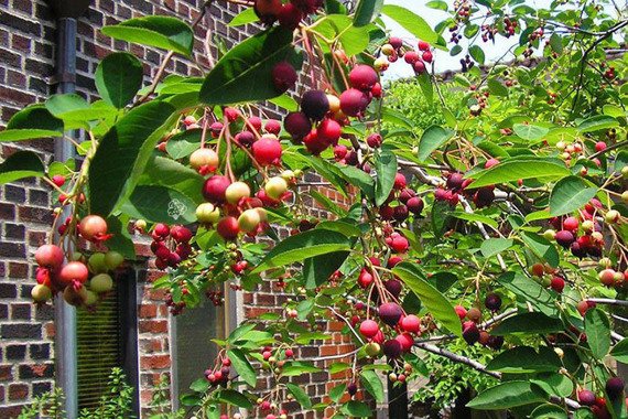 Świdośliwa Lamarcka Amelanchier lamarckii