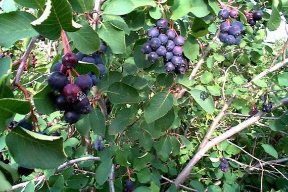 Świdośliwa olcholistna Smoky Amelanchier alnifolia