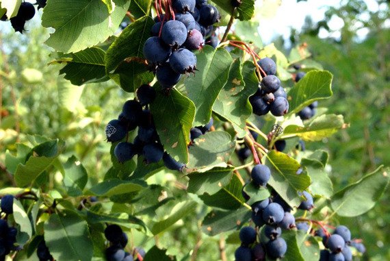 Świdośliwa olcholistna Smoky Amelanchier alnifolia