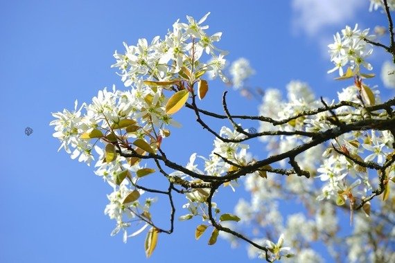 Świdośliwa olcholistna Smoky Amelanchier alnifolia