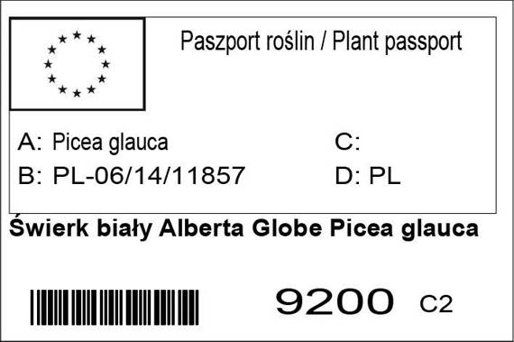 Świerk biały Alberta Globe Picea glauca