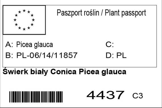 Świerk biały Conica Picea glauca