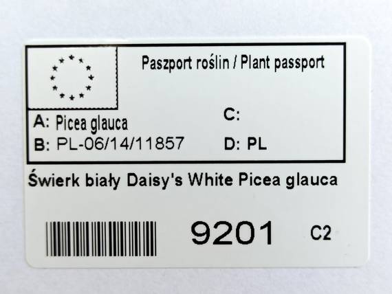 Świerk biały Daisy's White Picea glauca