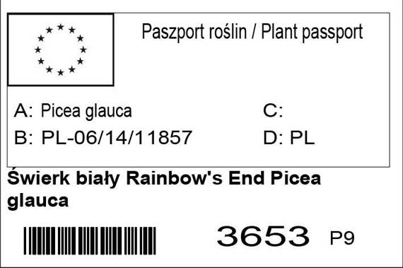 Świerk biały Rainbow's End Picea glauca